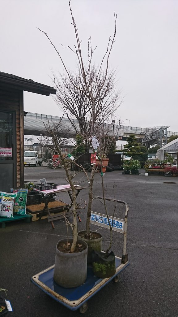 格安ウコン桜 オオデマリ ハナミズキ